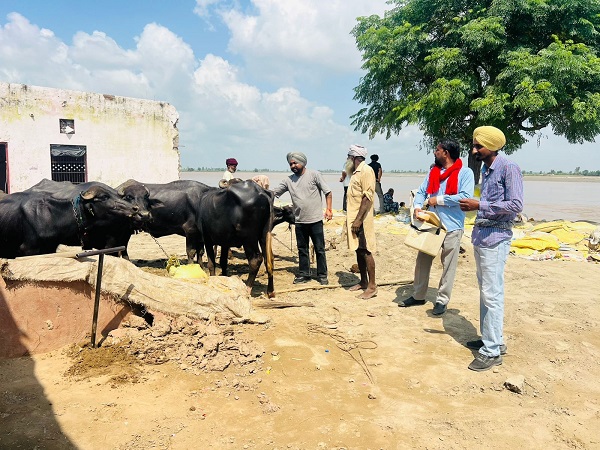 PUNJAB ROLLS OUT COMPREHENSIVE & TIME BOUND ACTION PLAN TO PROTECT LIVESTOCK FROM FLOOD AFTERMATH