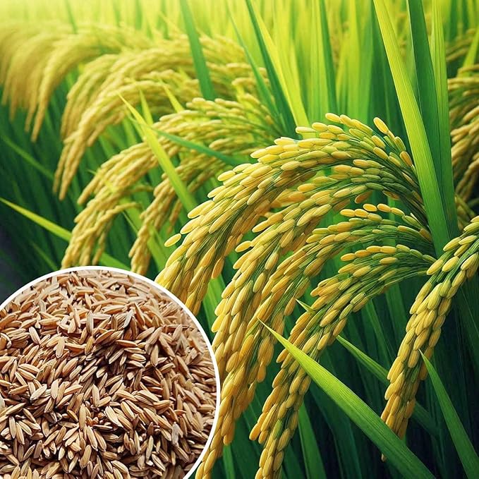 Paddy arrival nearing 150 LMT mark; crosses 144 LMT figure