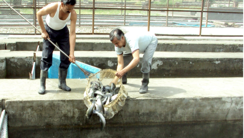 “ਪ੍ਰਣਾਲੀਗਤ ਤਬਦੀਲੀ” ਨਾਲ ਰਾਜ ਵਿੱਚ ਇੱਕ ਨੀਲੀ ਕ੍ਰਾਂਤੀ ਦੀ ਹੋ ਰਹੀ ਸ਼ੁਰੂਆਤ