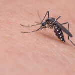 ਸ਼ਾਮ ਹੁੰਦੇ ਹੀ ਮੱਛਰ ਕਰਨ ਲੱਗਦੇ ਨੇ ਪਰੇਸ਼ਾਨ? ਰਾਹਤ ਲਈ ਅੱਜ ਤੋਂ ਹੀ ਅਜ਼ਮਾਓ ਇਹ 6 ਆਸਾਨ ਦੇਸੀ ਉਪਾਅ