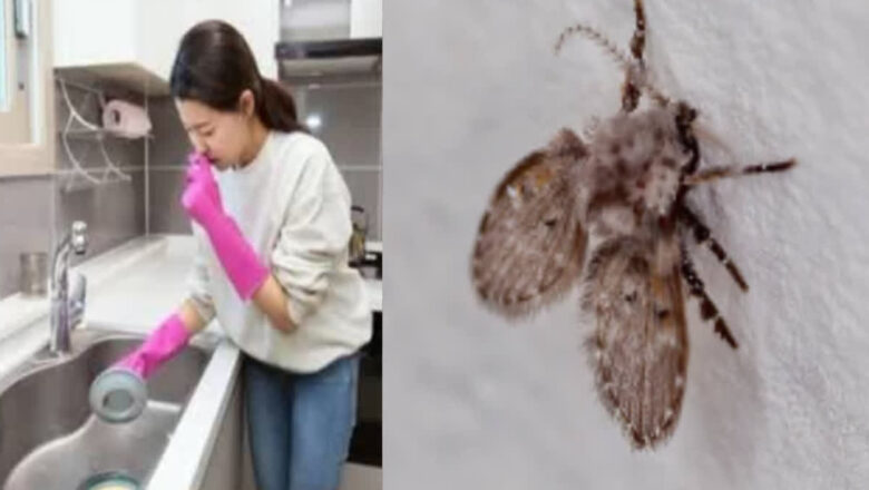 ਕੀ ਤੁਸੀਂ ਵੀ ਪਰੇਸ਼ਾਨ ਹੋ ਰਸੋਈ ਅਤੇ ਬਾਥਰੂਮ ‘ਚ ਉਡਣ ਵਾਲੇ ਕੀੜਿਆਂ ਤੋਂ ?, ਤਾਂ ਅਪਣਾਓ ਇਹ ਨੁਸਖਾ