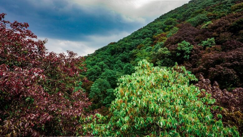 मिशन 32 प्रतिशत’ः वन विस्तार की ओर बढ़ते कदम